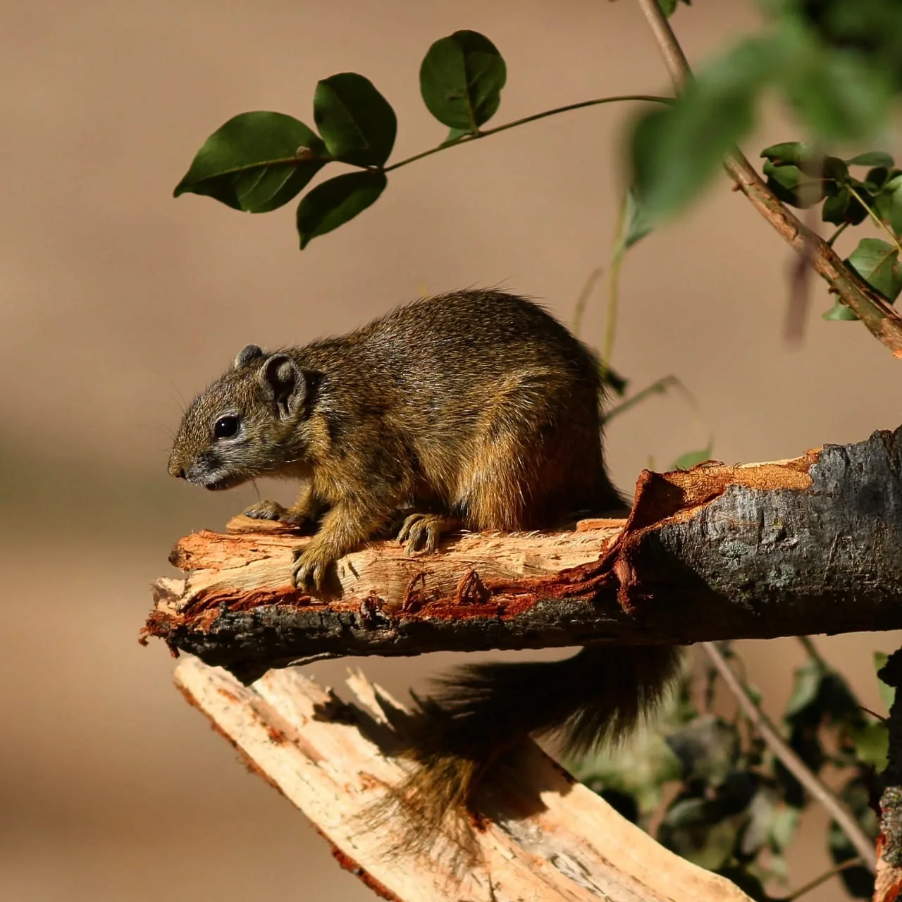 Squirrel