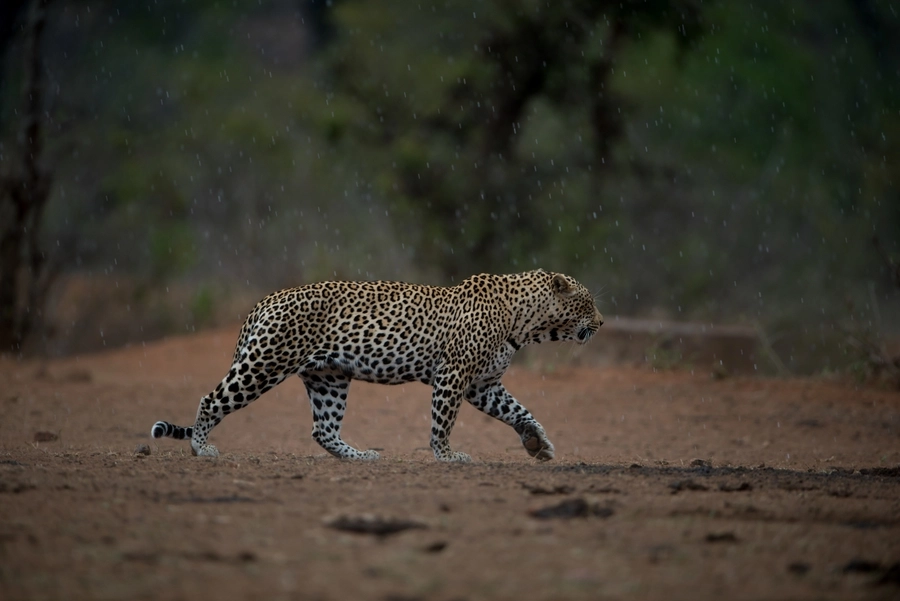 Hwange Safari Tours