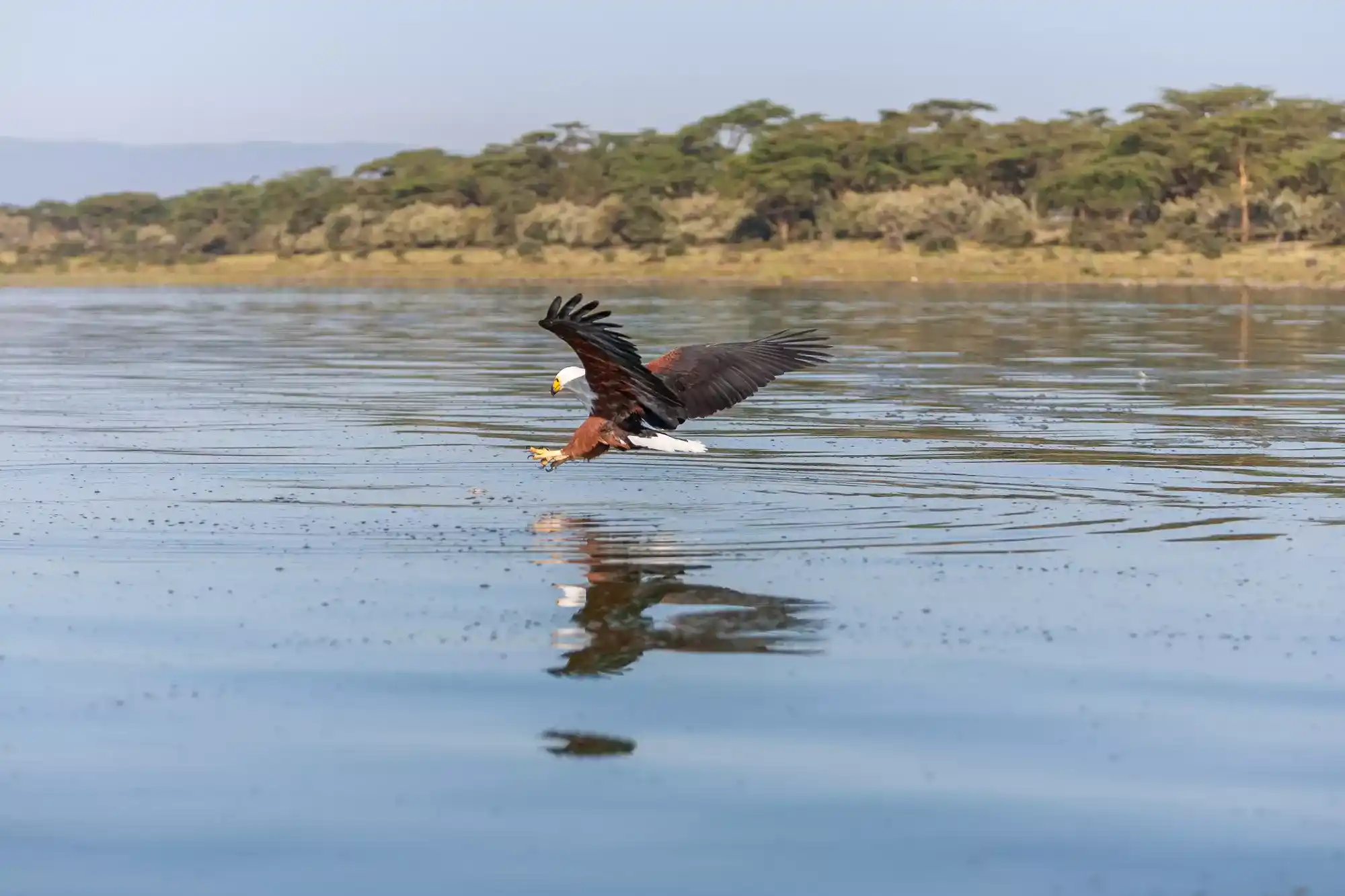 African Fish Eagle Kruger Park