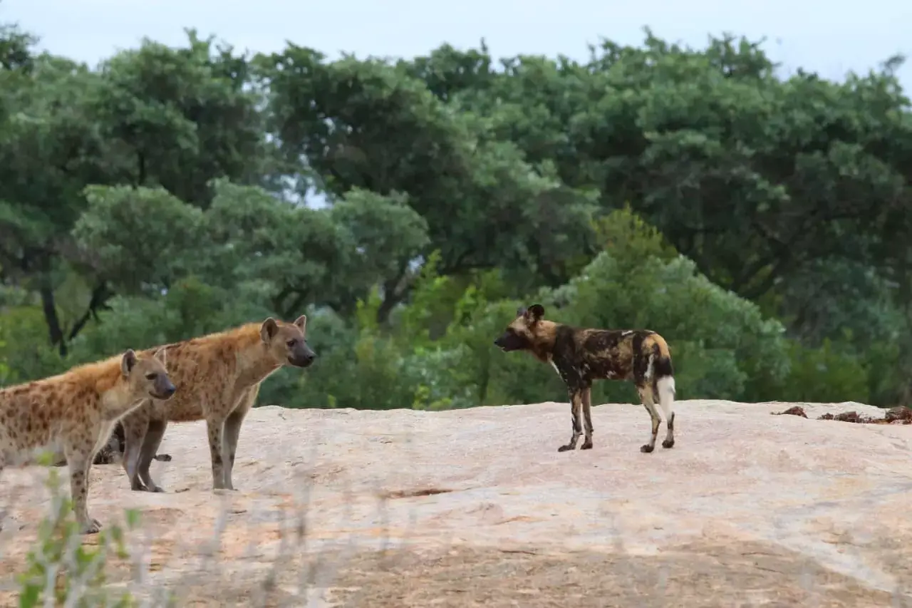 Hyena and Wild Dog Kruger National Park
