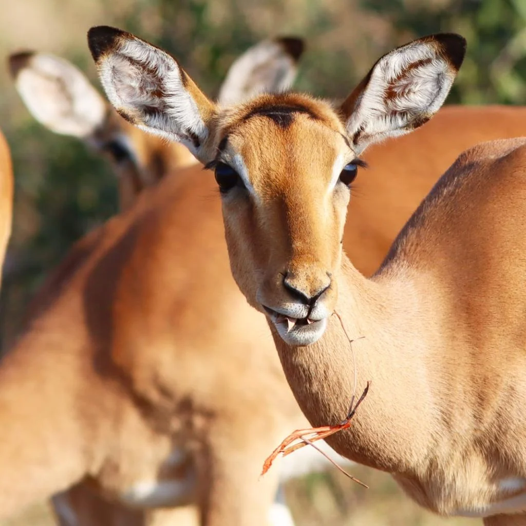 Impala Wildlife Safaris