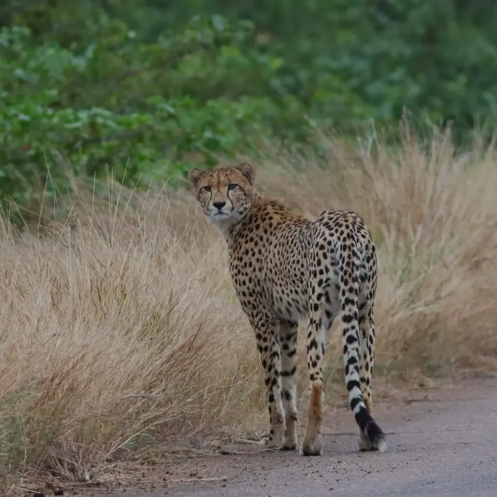 Guépard regardant en arrière