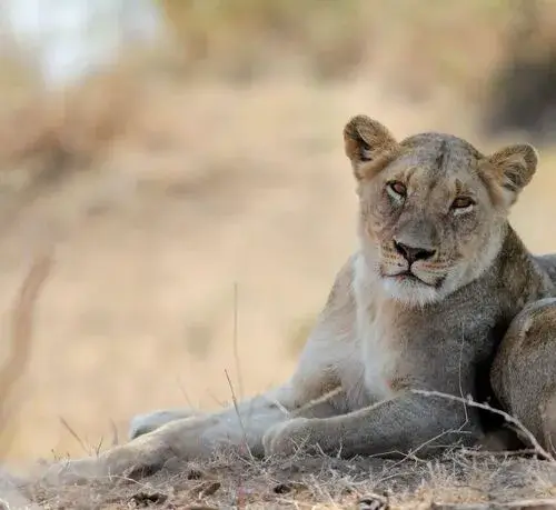 Nature Tourism Kruger Park