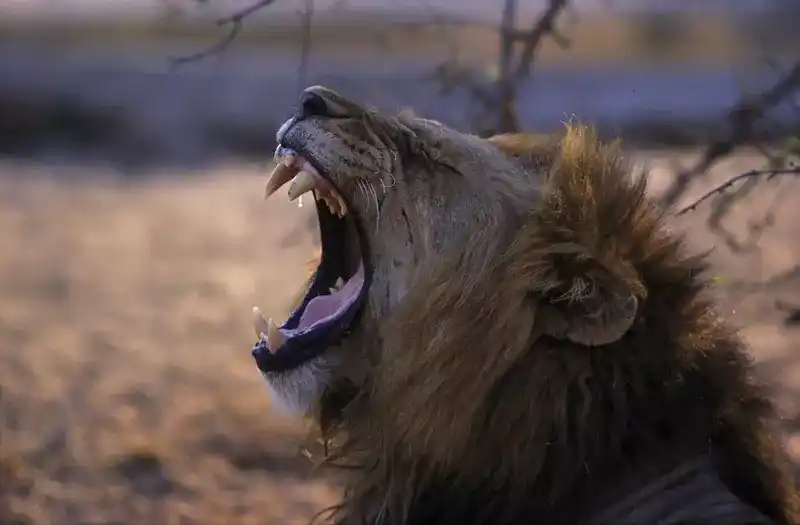 Honeymoon Luxury Safaris