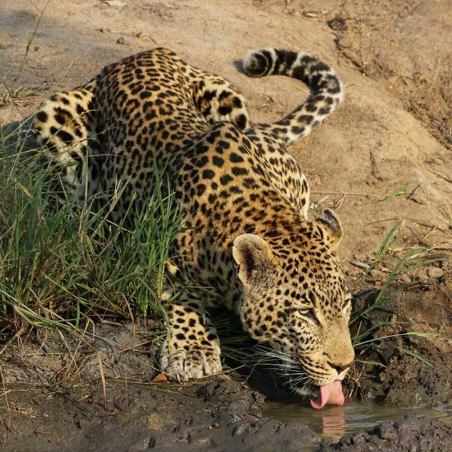 Manyeleti Wildlife Animals