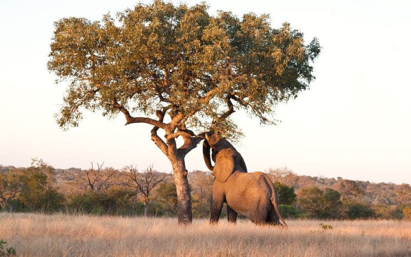 The Unruly Adventures of Drunk Elephants
