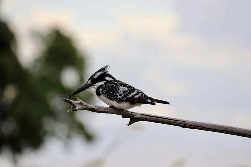 Kingfisher Kruger Park