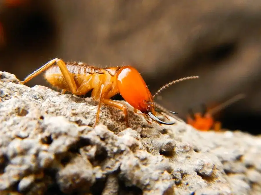 Soldier Termite 