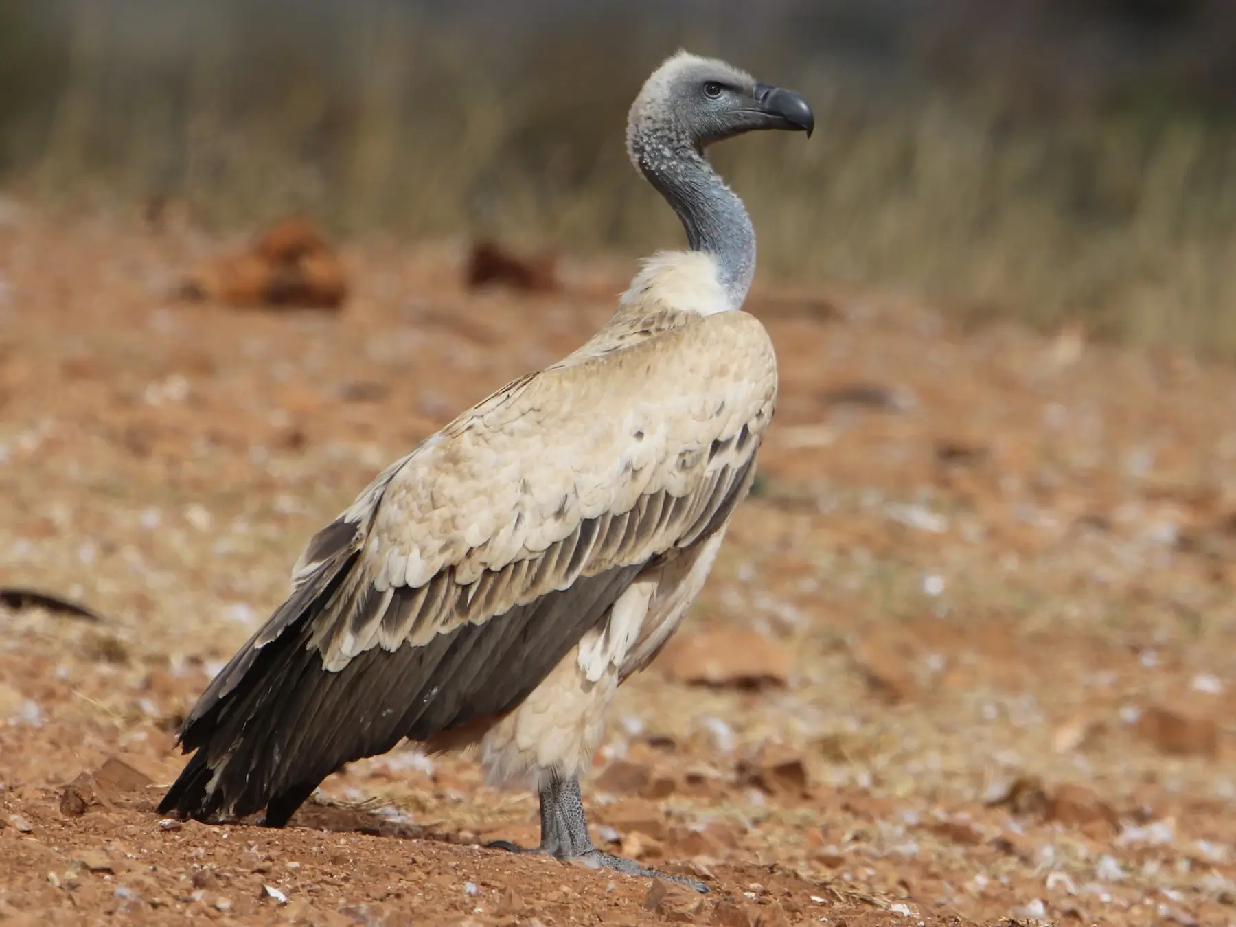 Cape Vulture