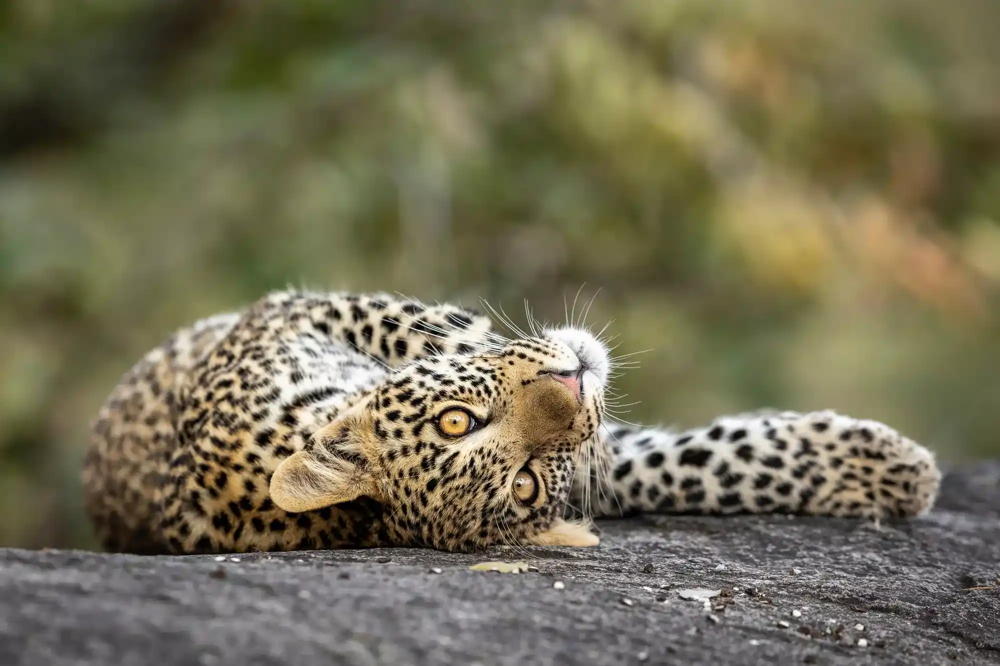 Safaris to Manyeleti