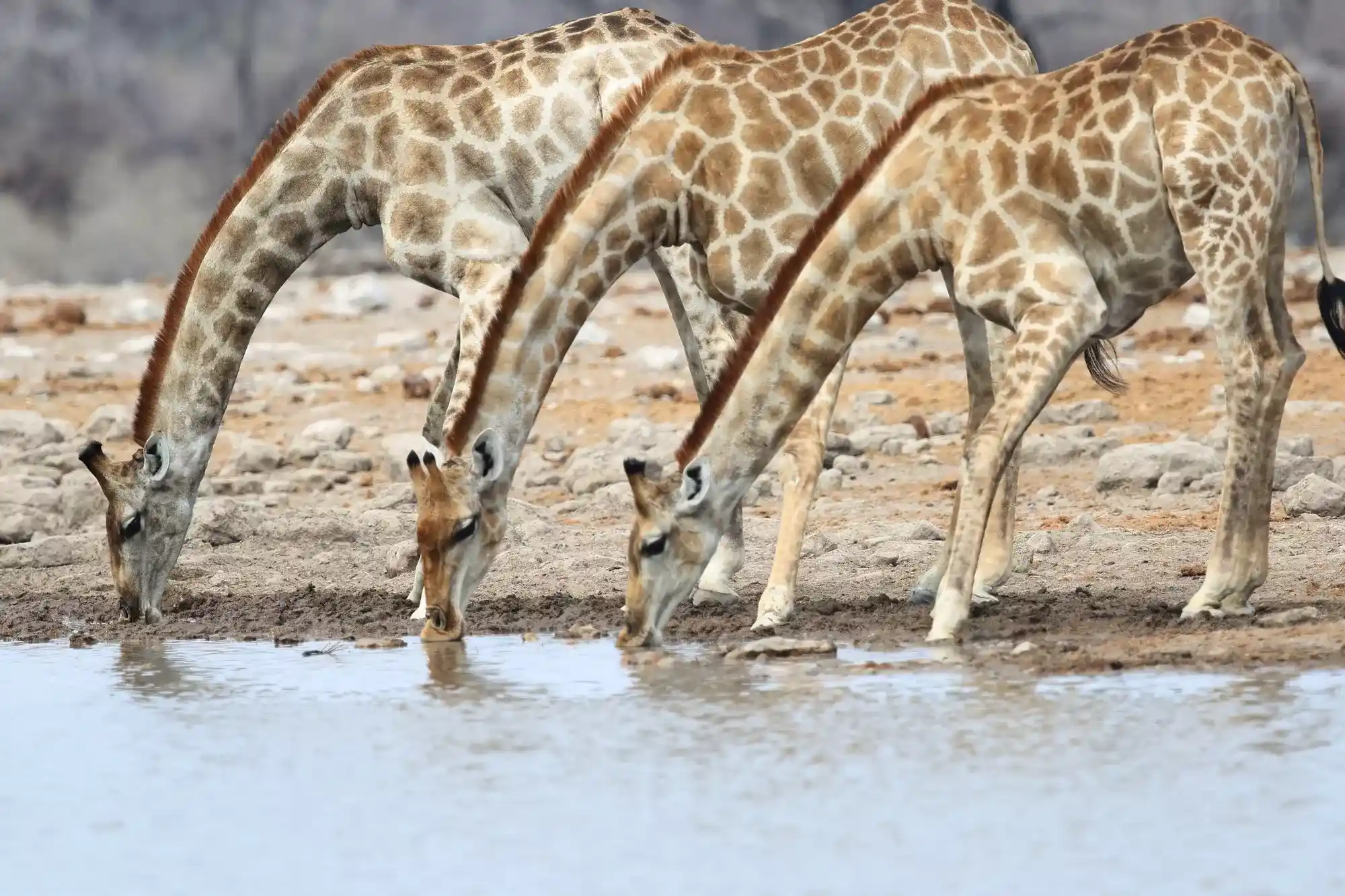 Giraffe Kruger National Park Safaris