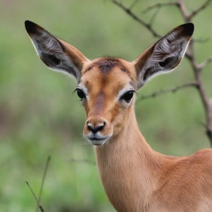 Impala Fakten Kruger Safaris