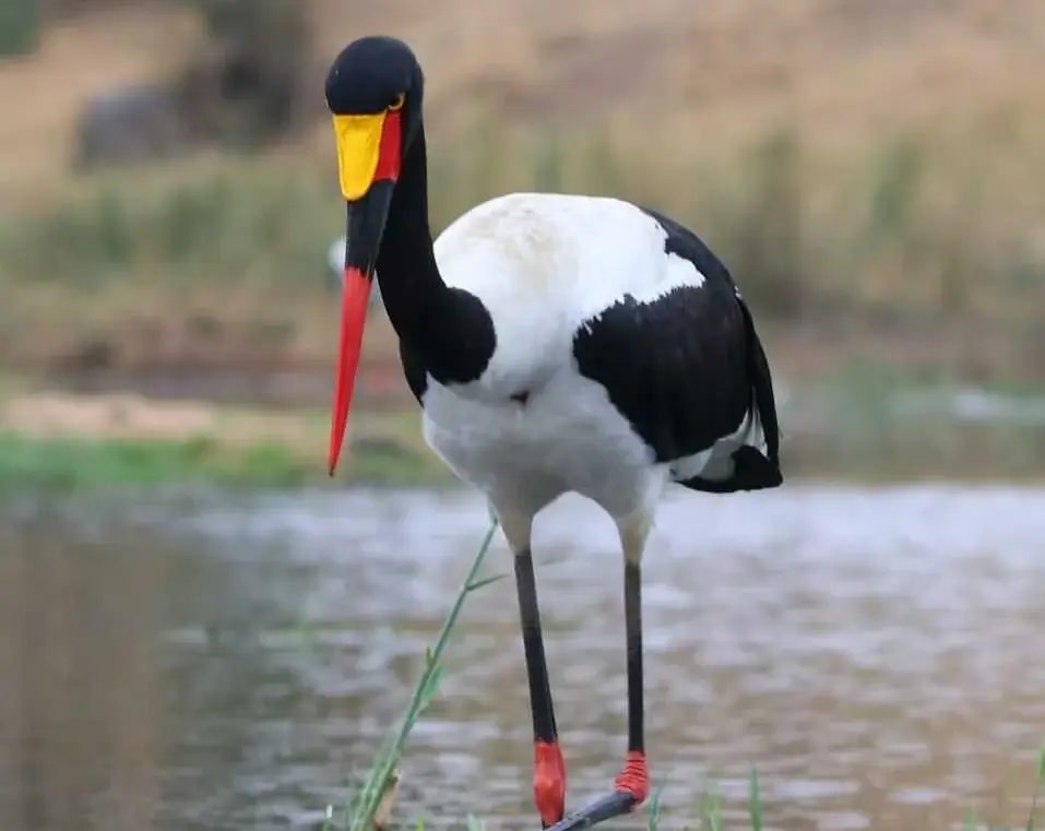 Saddle-Billed Stork Kruger National Park