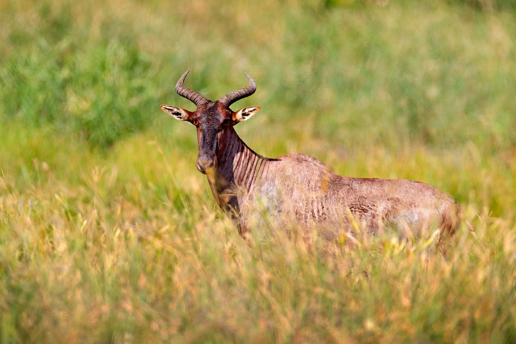 Tsessebe Safaris Kruger Park