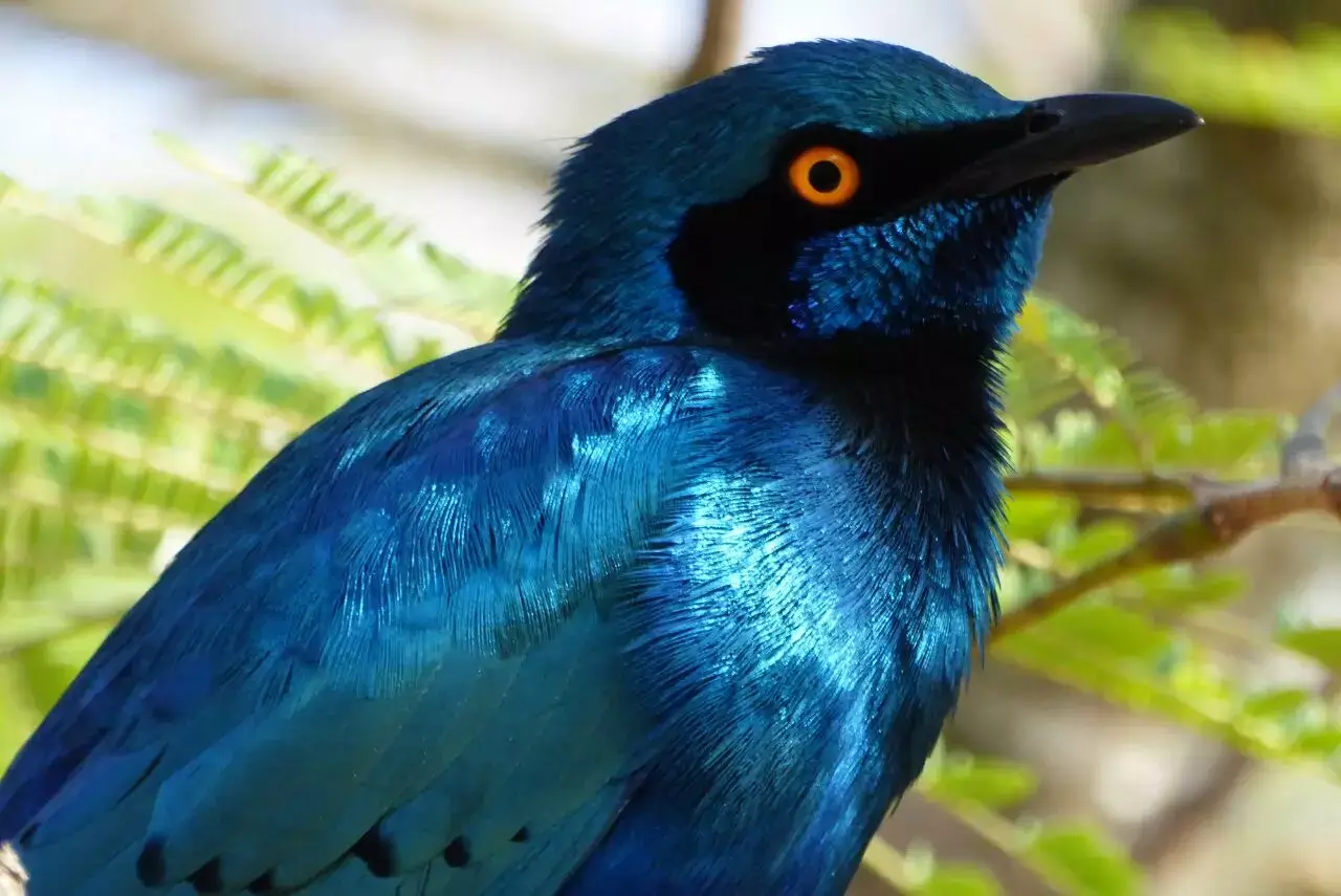 Starling Bird Kruger Park