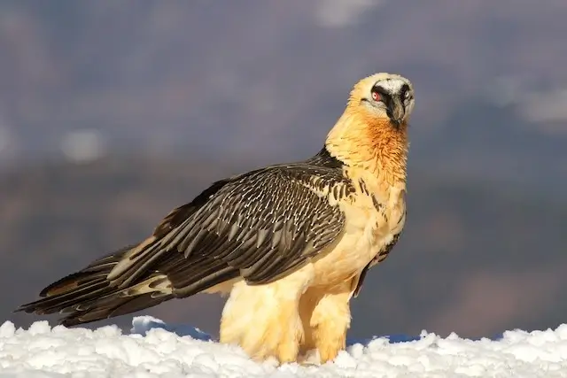 Bearded Vulture