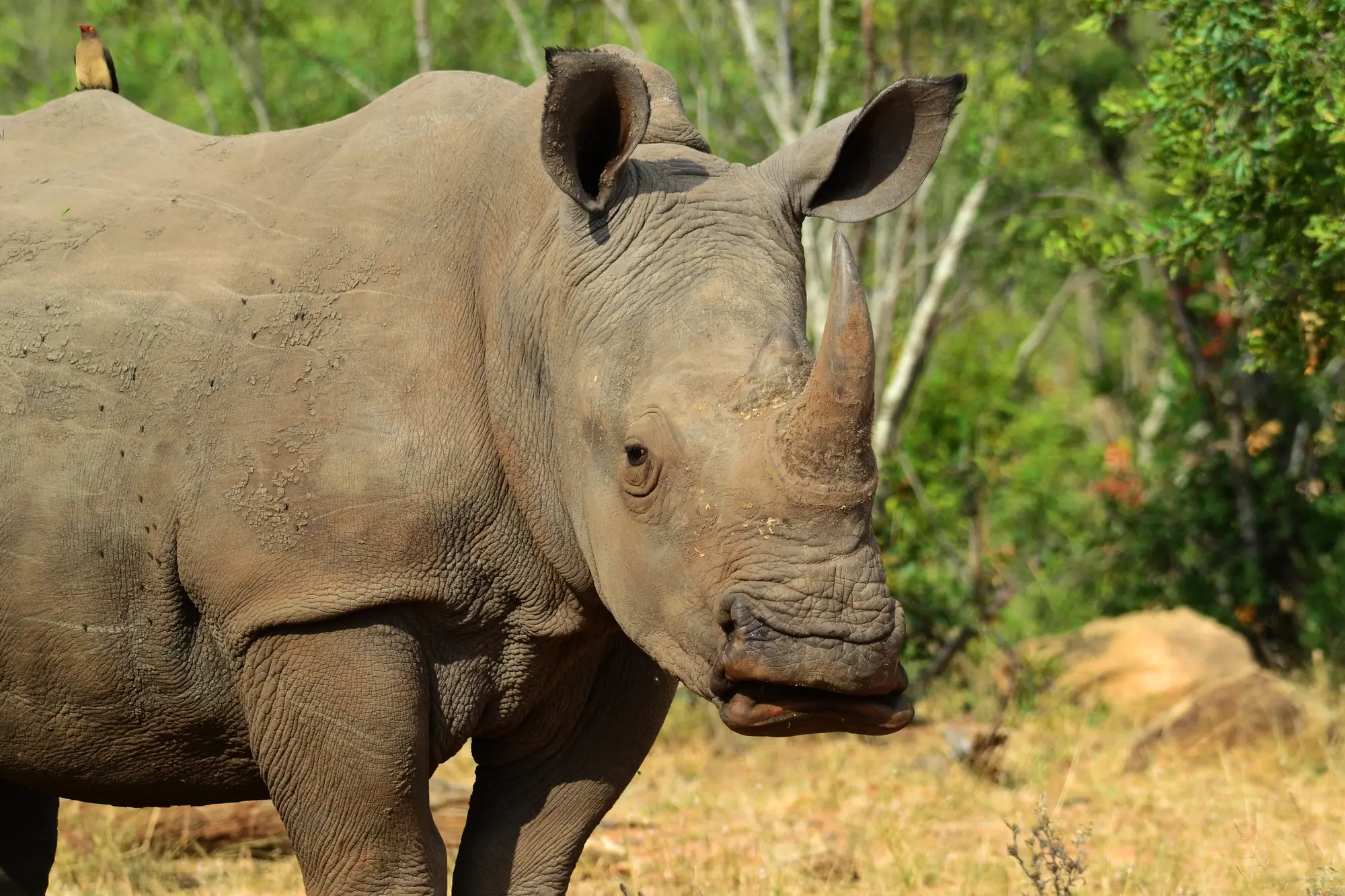 Rhino Safaris