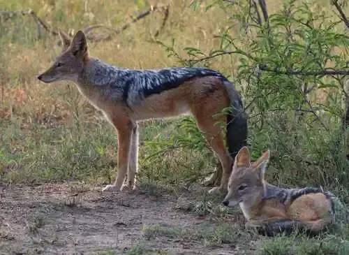 Black Backed Jackal Kruger Park
