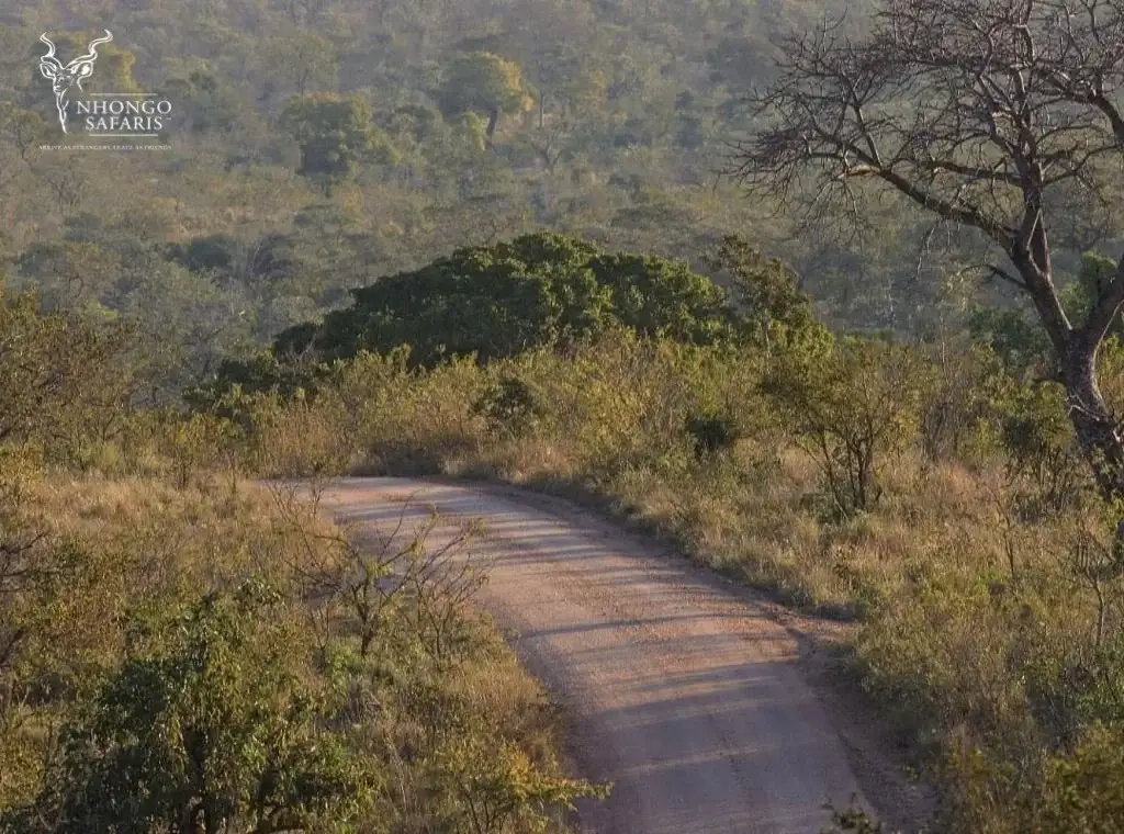 Kruger National Park Safaris Game Drive