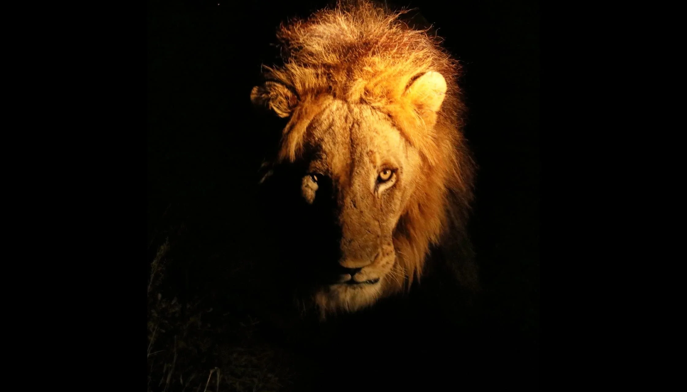 Conduite de nuit des lions