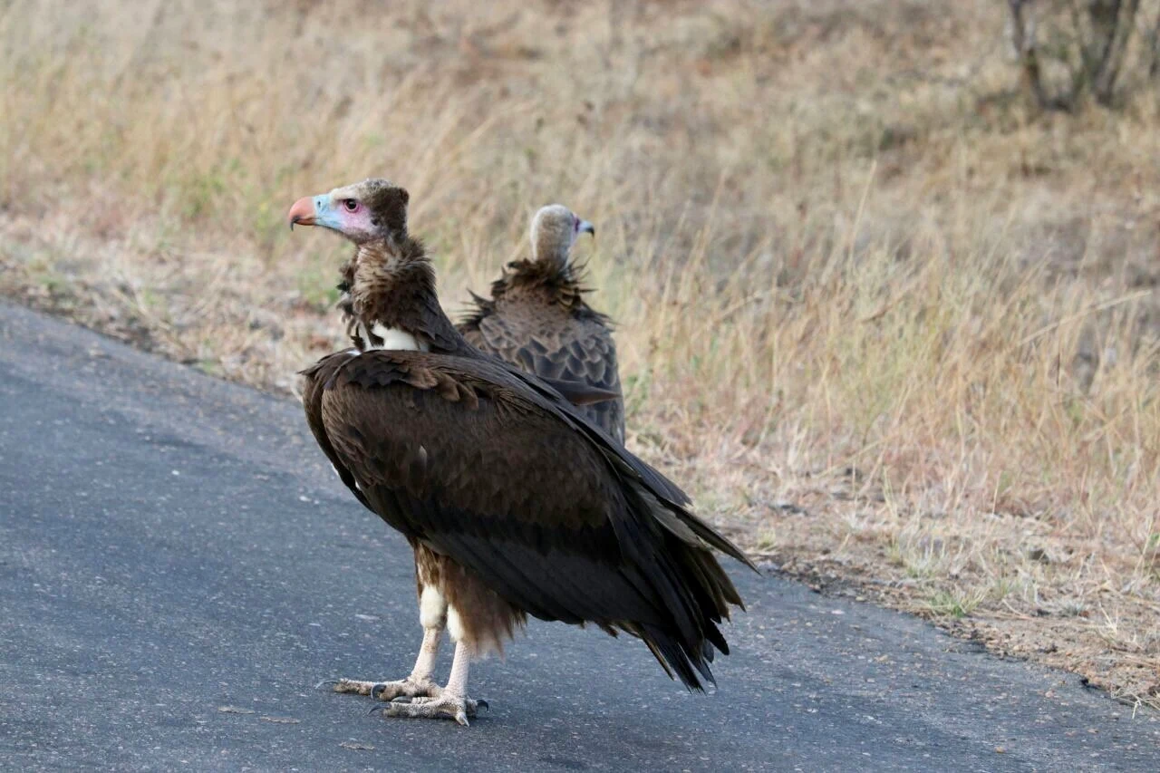Vultures Kruger Park