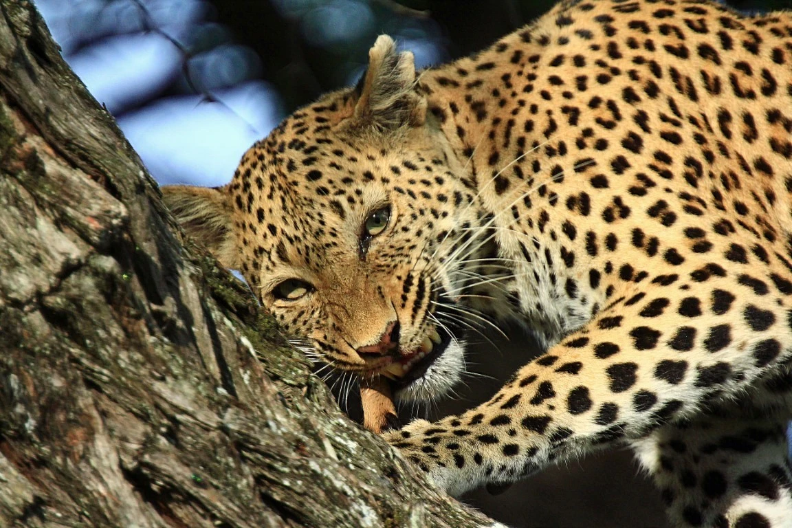 Leopard Safaris Victoria Falls