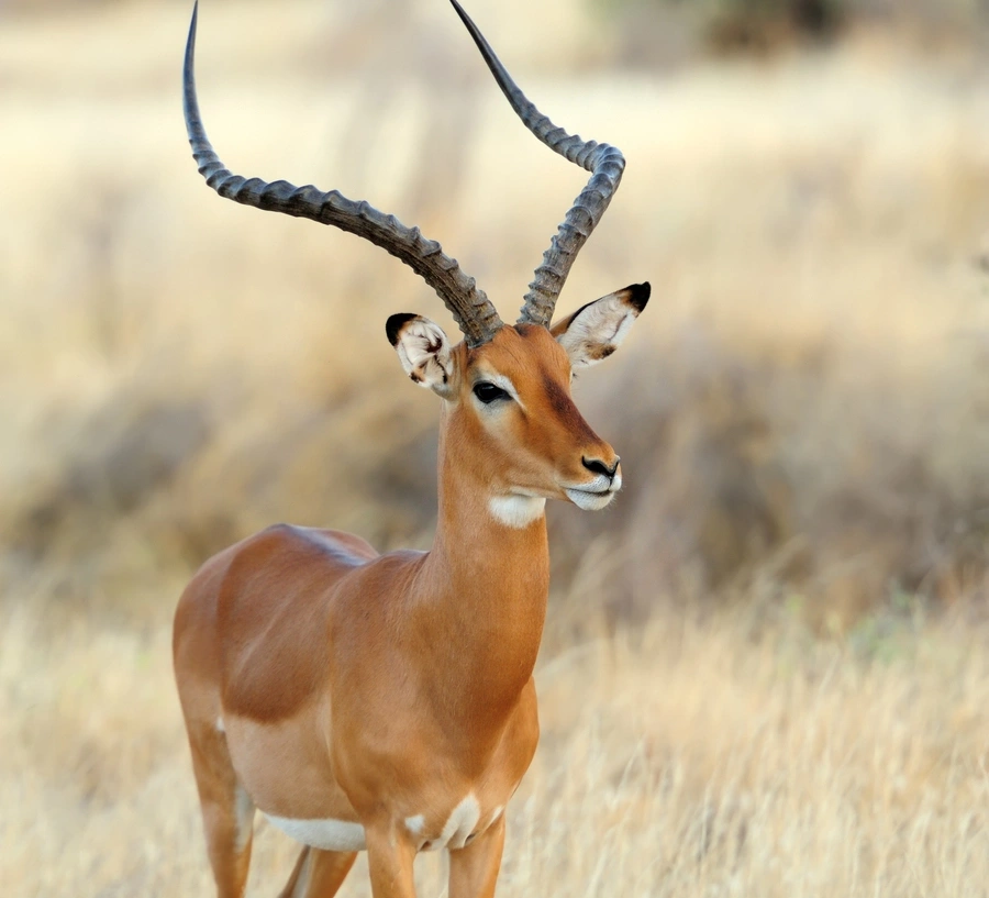 Safaris into Hwange National Park