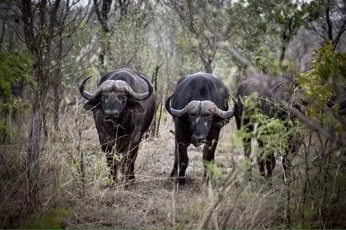 Buffalo Safaris