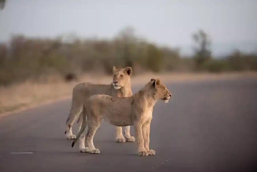 African Safari Reviews