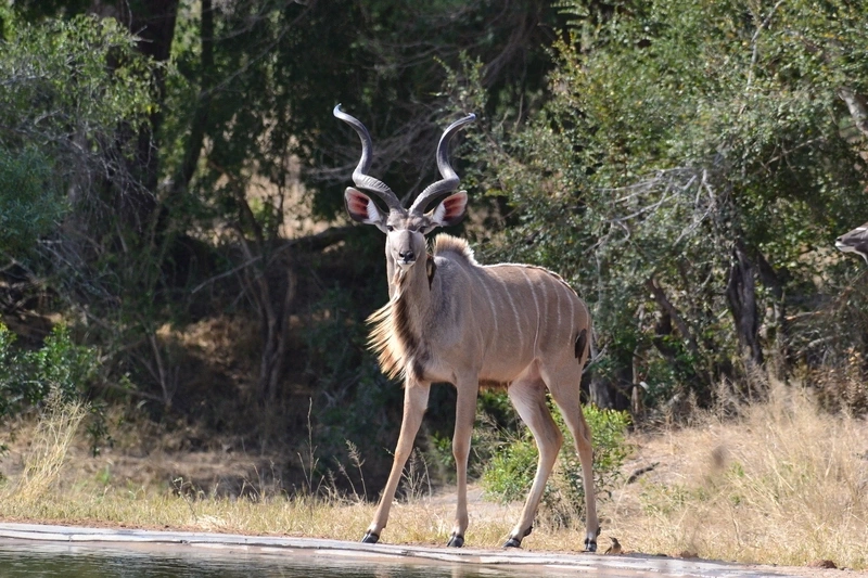 Safari Africa