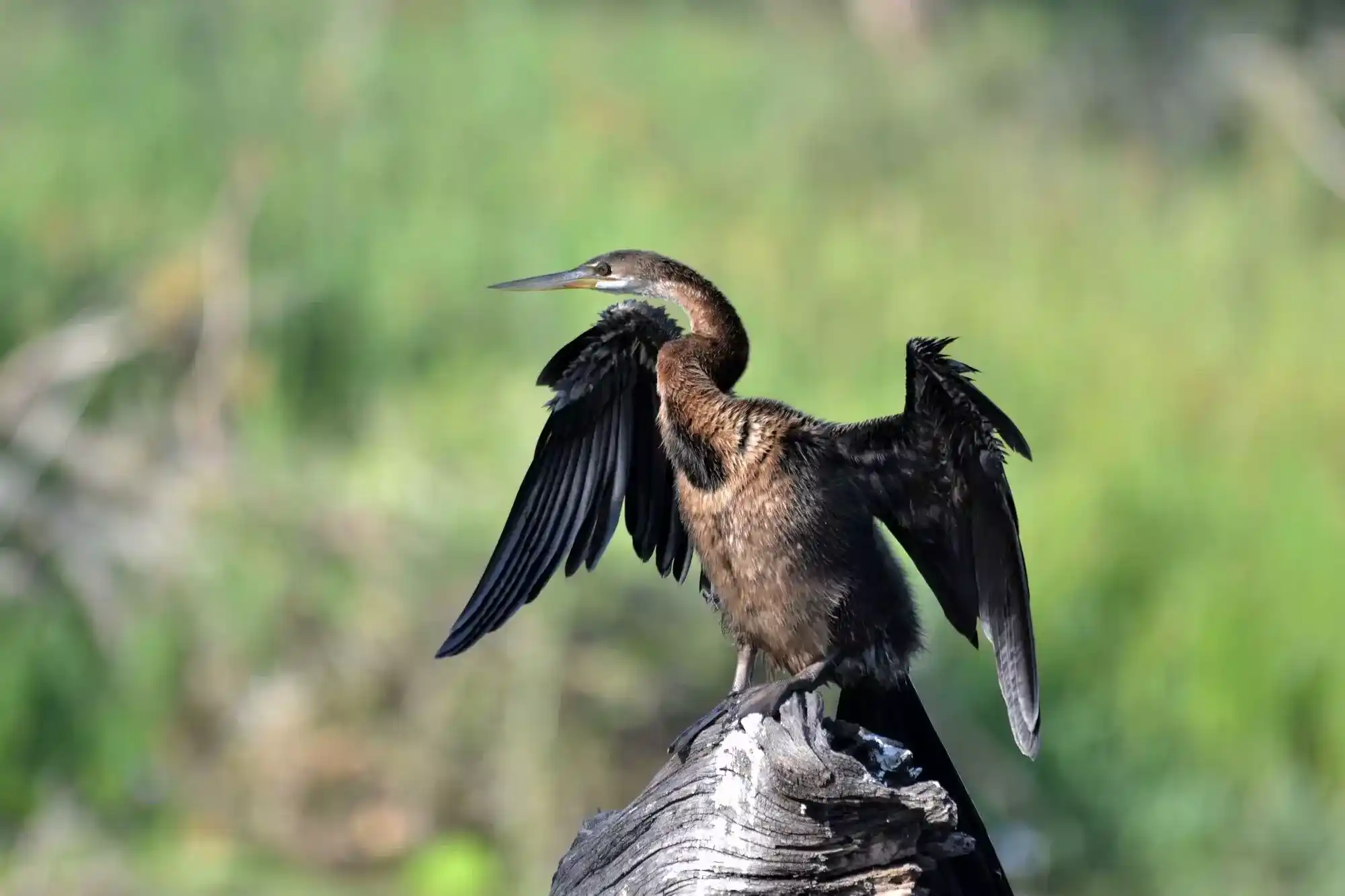 Nhongo African Kruger Safaris