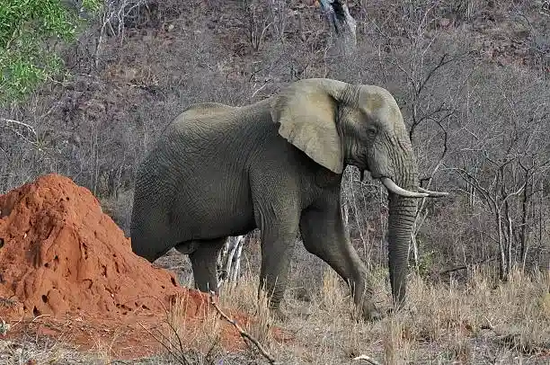 Termite Mound