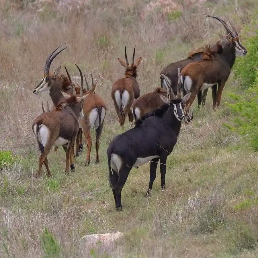 Sable Antelope Kruger