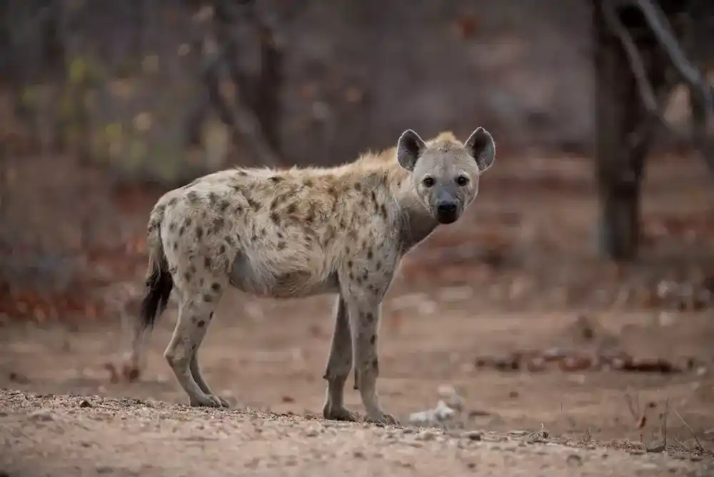 Hyenas Manyeleti