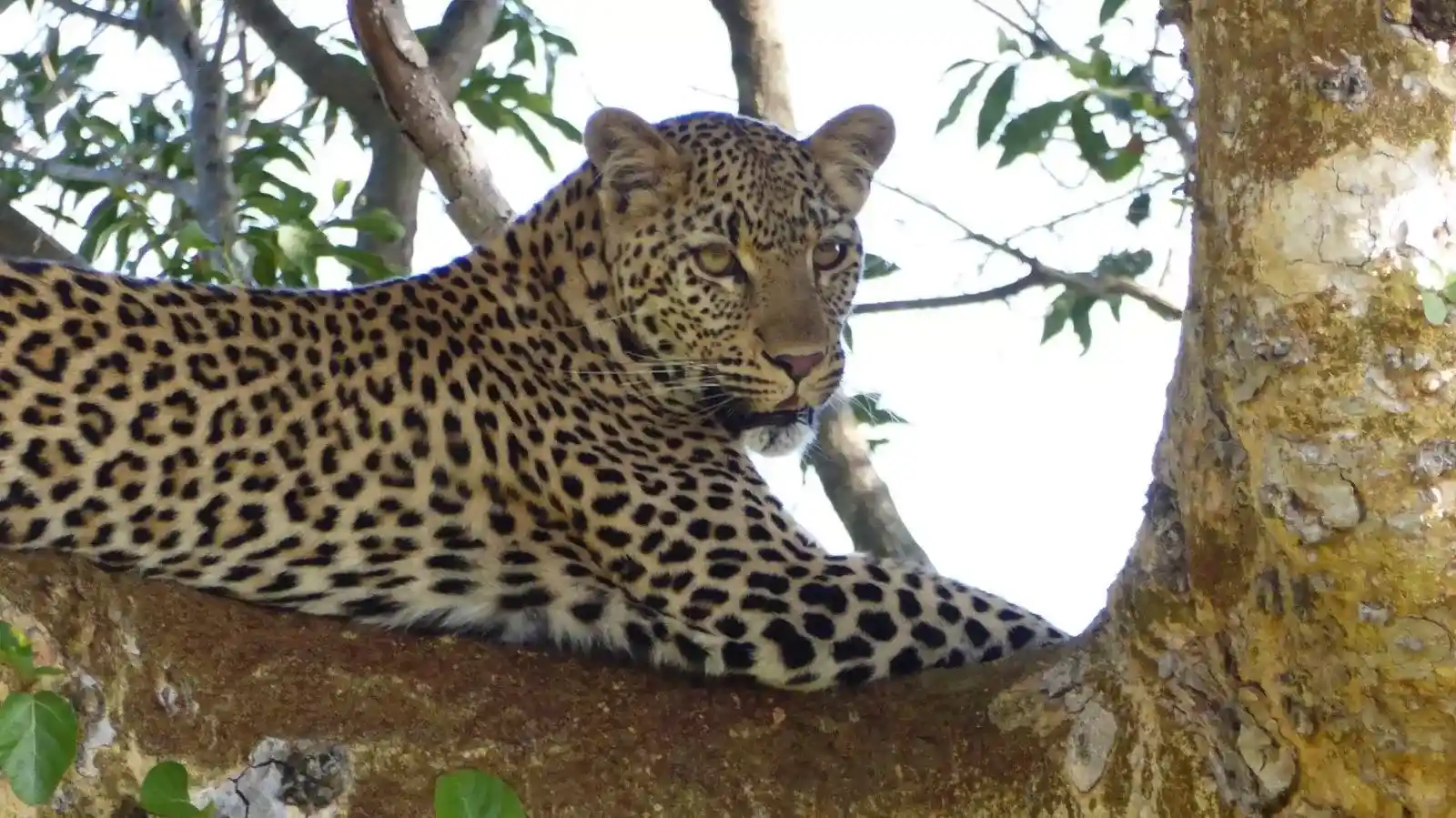 Madikwe Safari Packages