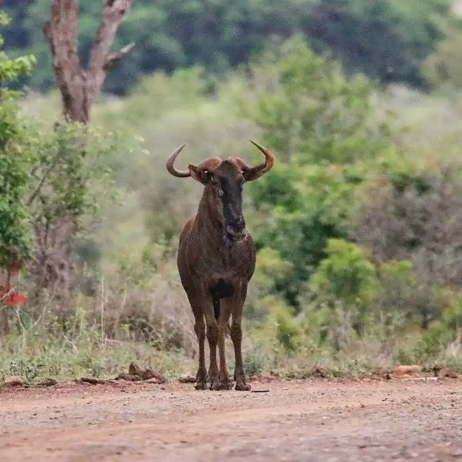 Wildebeest Kruger