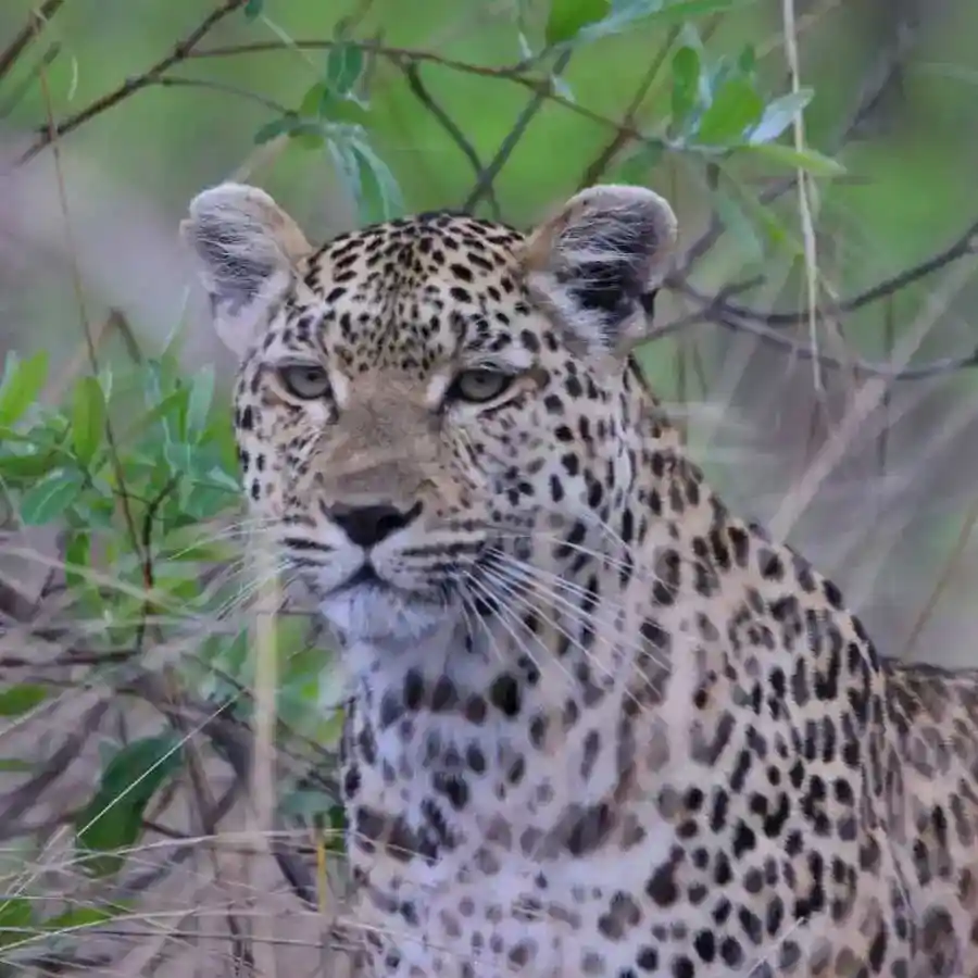Leopard Safari Manyeleti