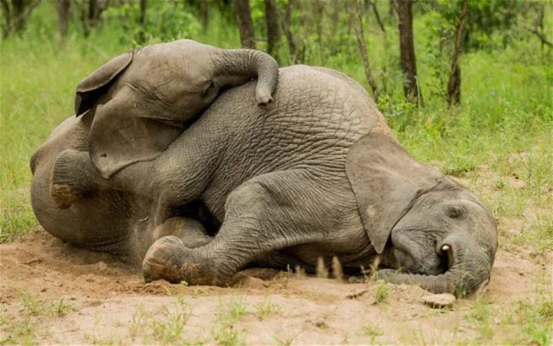Behavior of Elephants