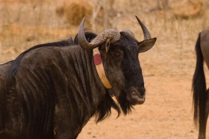 Wildebeest