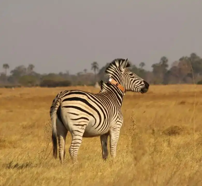 Tracked Zebra