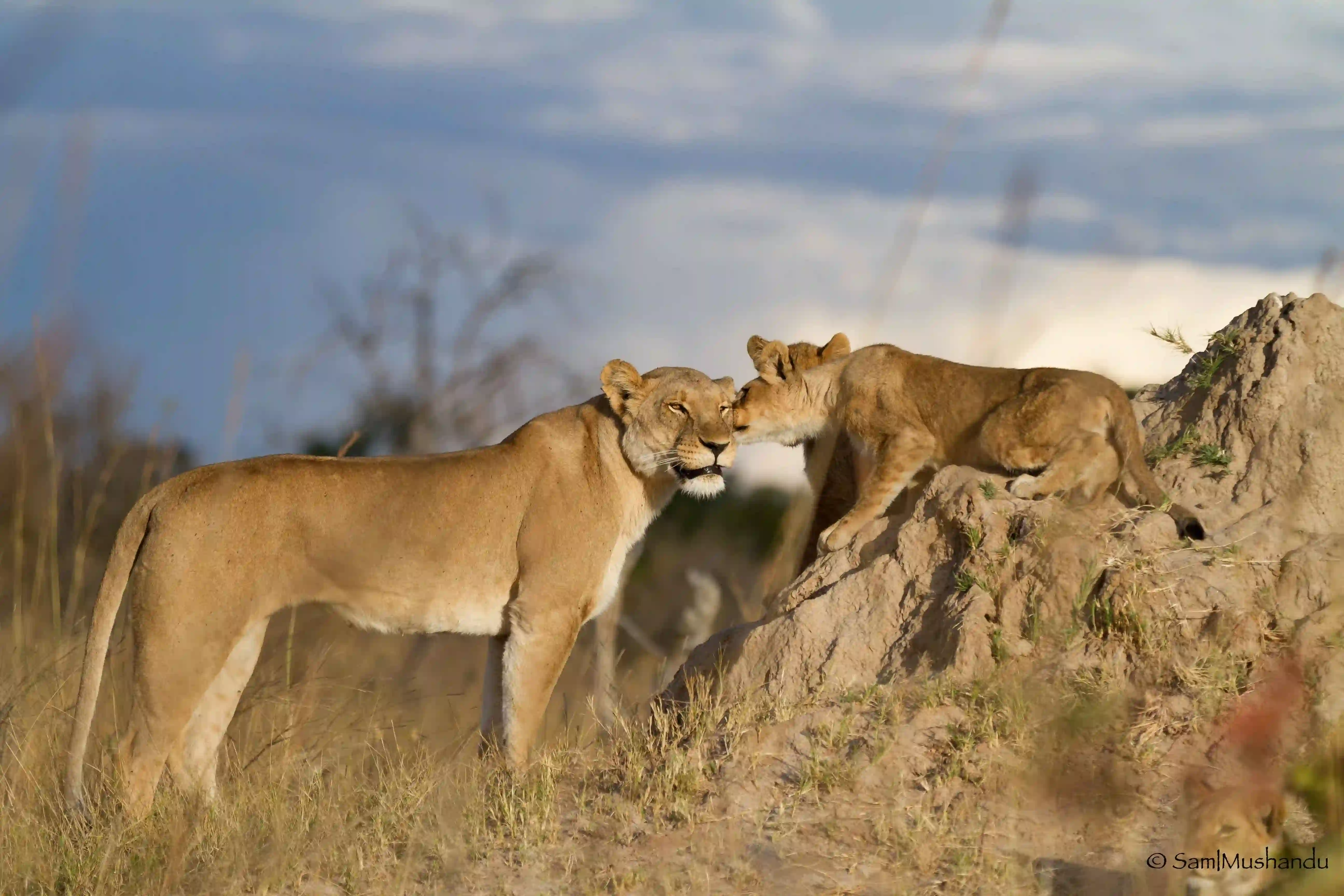 Lion Pride