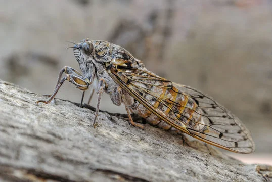 Cicadas in Kruger National Park