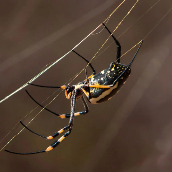 Banded-legged Golden Orb Spider