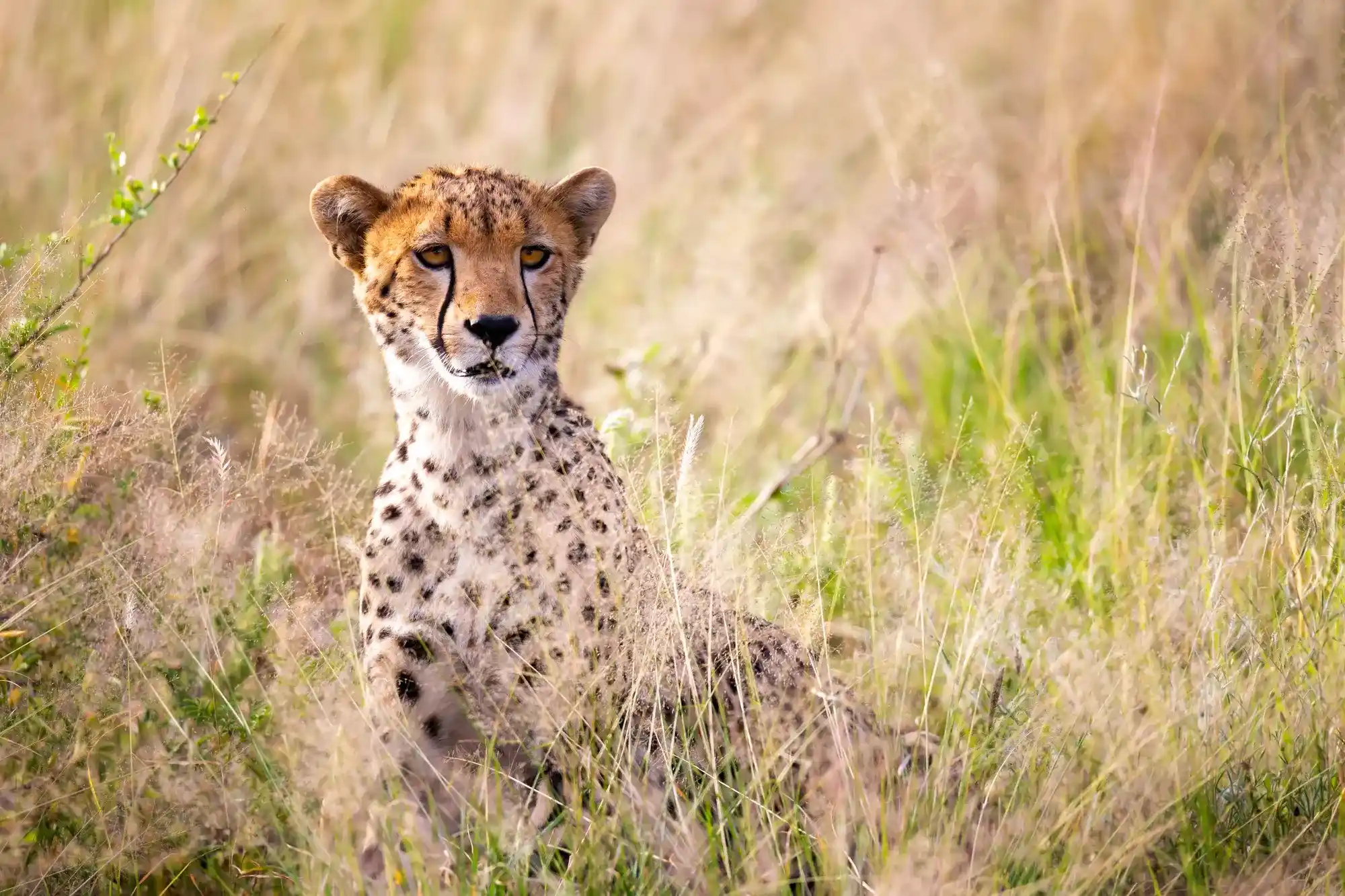 Overnight Safari Packages