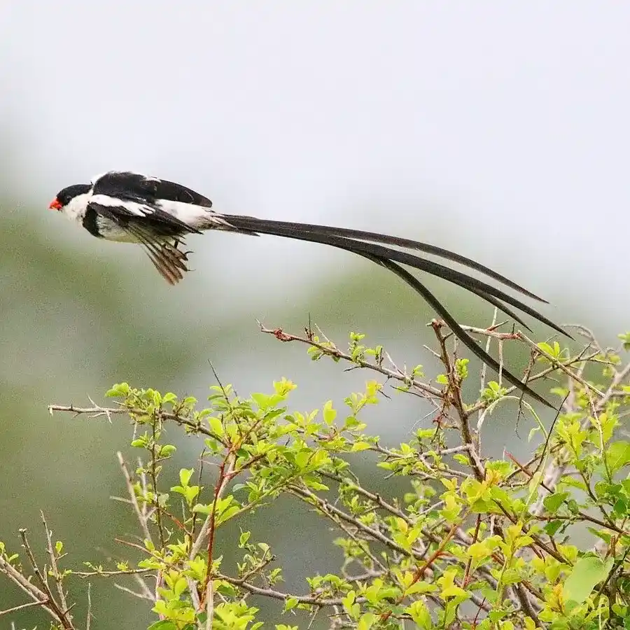 Birds in Phalaborwa