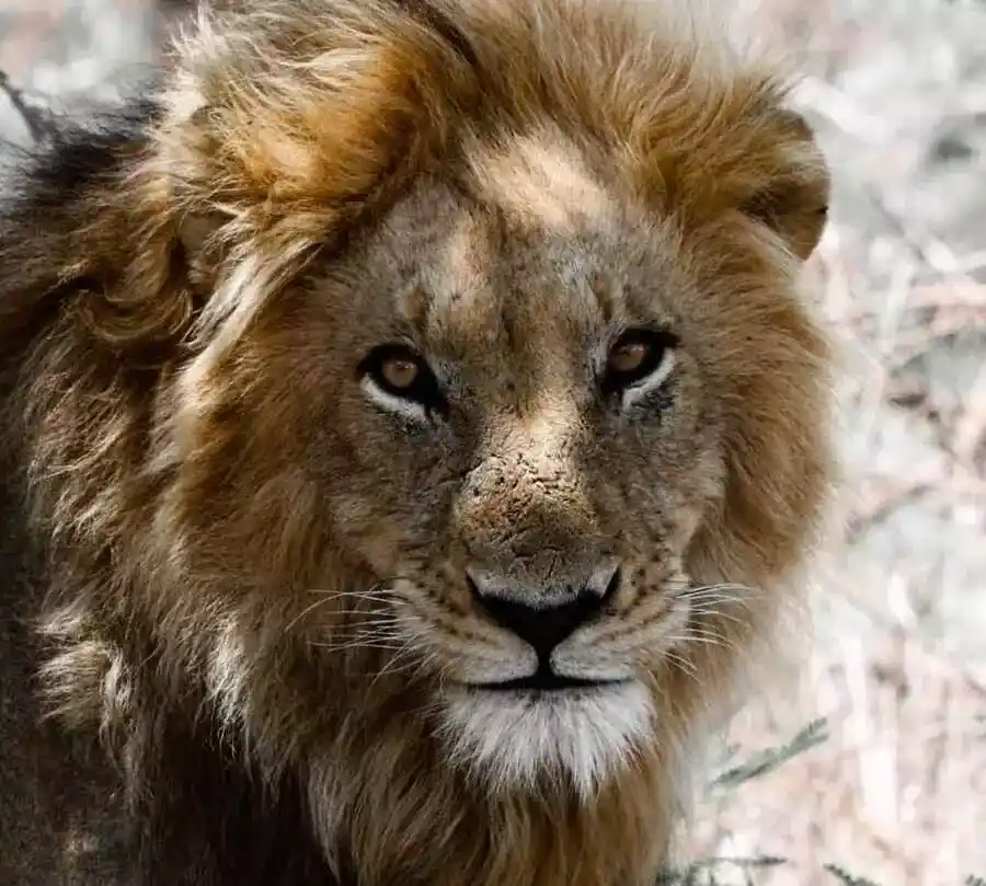 Big 5 Safaris Manyeleti
