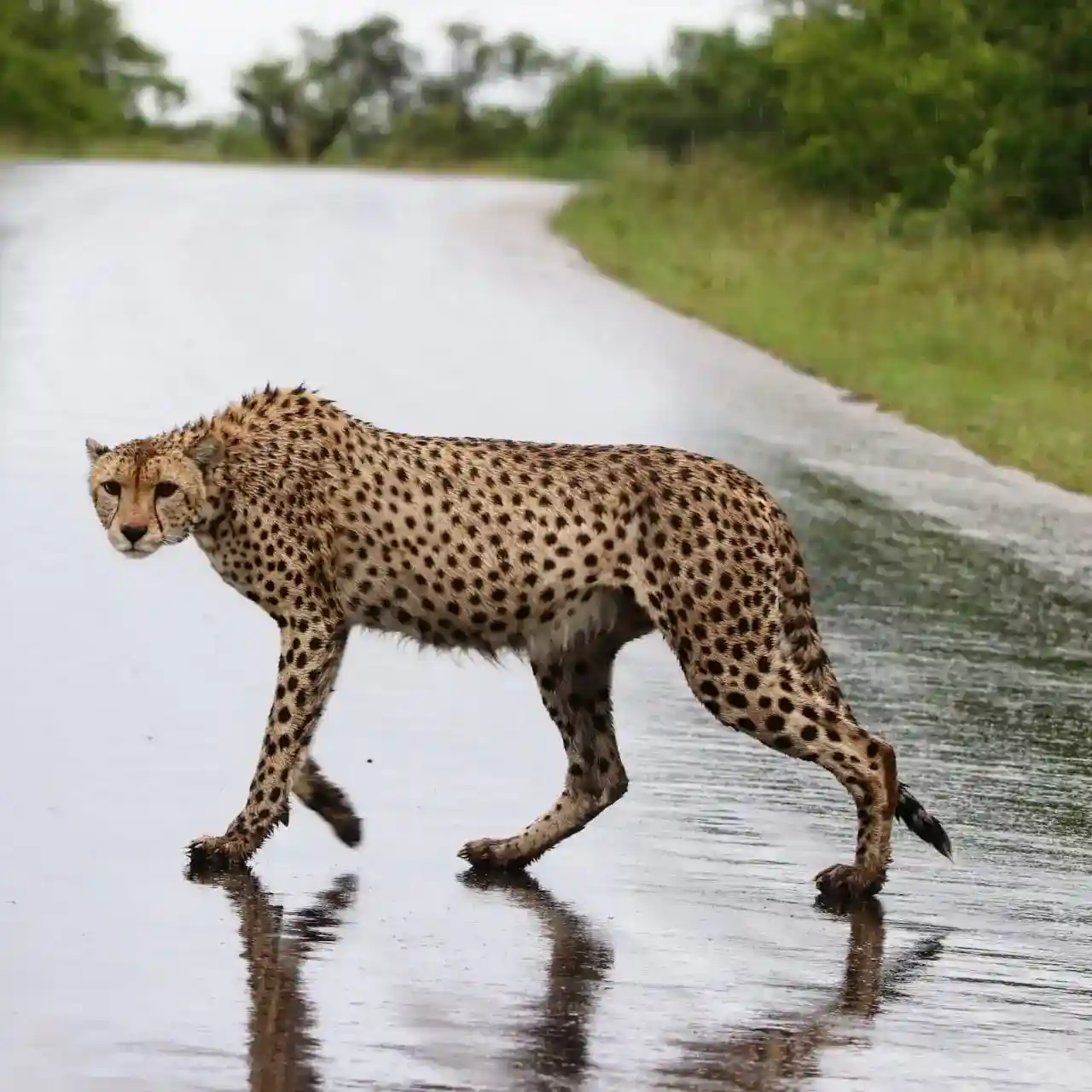 Cheetah Kruger Park