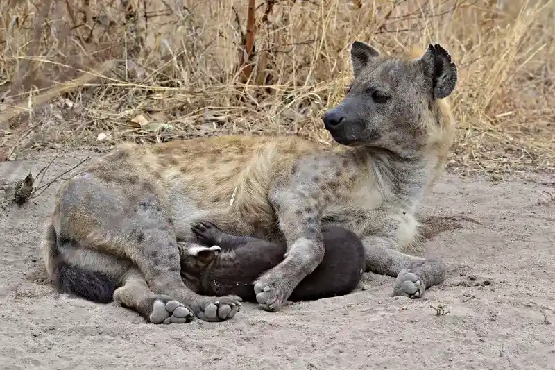 Safari in Africa