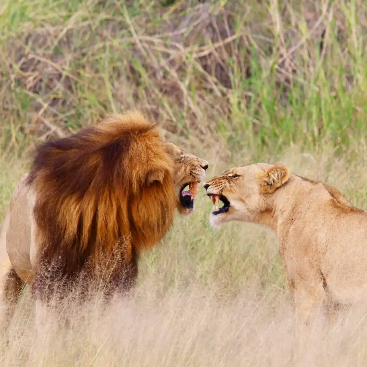 Lion Pride Kruger Park