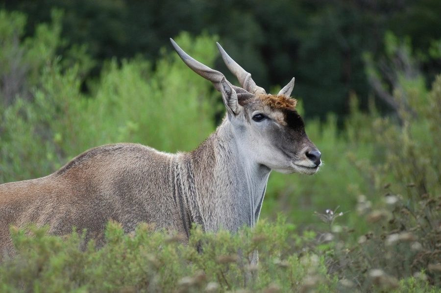Wildlife Game Drives